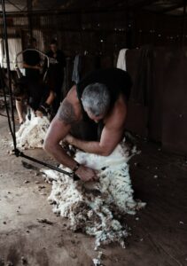 Schafe für ihre Wolle scheren