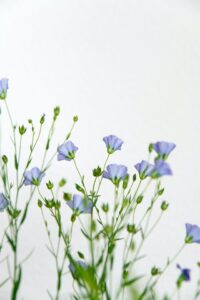 Lila Flachs-Blüten