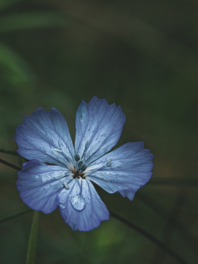 Lila Flachspfalnzen-Blüte